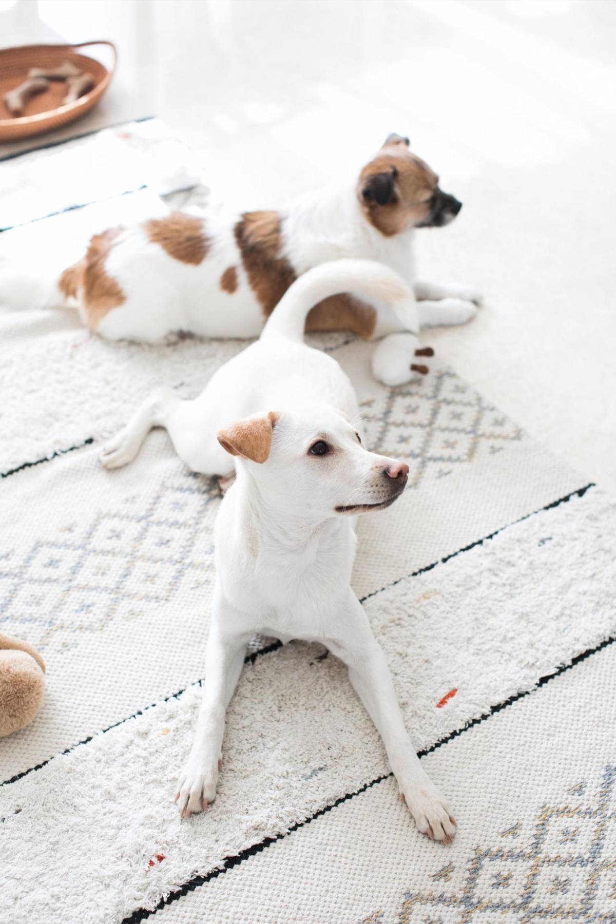 Zoomies: ¿Por qué los perros corren como locos de repente?