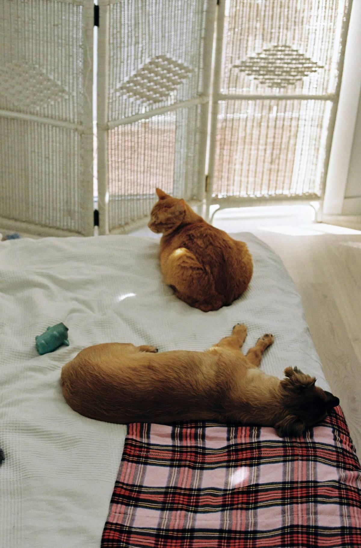 Riesgos y beneficios para los humanos de dormir con las mascotas