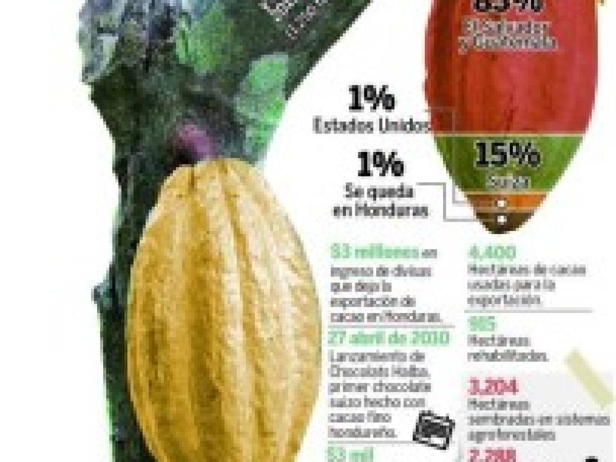 Cacaoteros dicen que la palma africana los ha desplazado