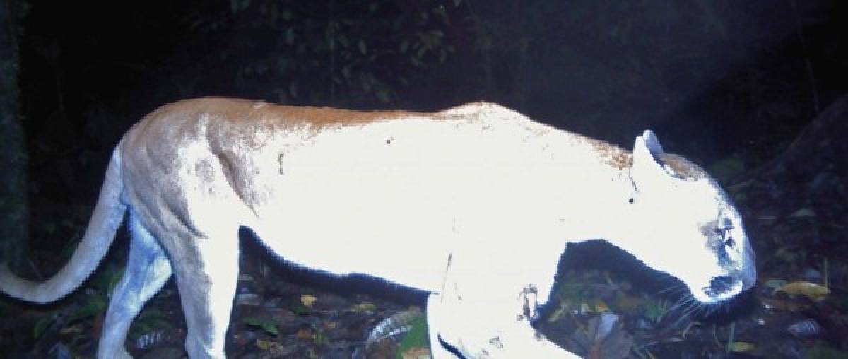 Uno de los exploradores contó a CNN que logró ver a un puma de grandes ojos.