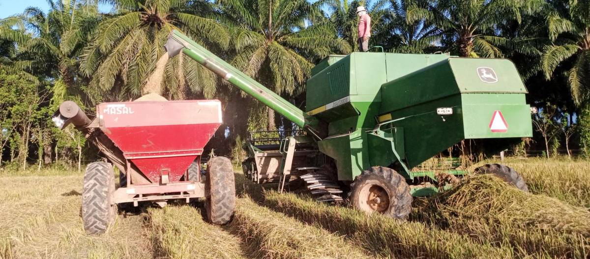 Los productores de arroz luchan cada vez mas por tener buenas cosechas.