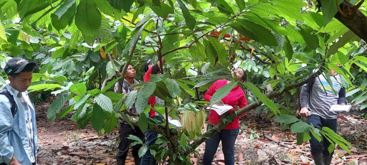 Curla capacita a 22 nicaragüenses en sistemas agroforestales de cacao