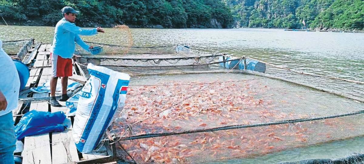 Productores de tilapia piden más apoyo