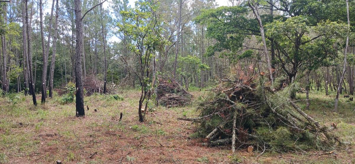 En varias zonas forestales se han cortado árboles para evitar la propagación del insecto.