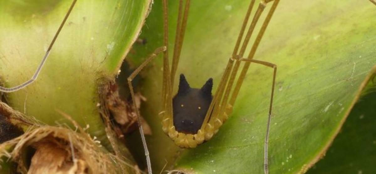 Los usuarios más escépticos se han aventurado a decir que este especimen no es real sino que se trata de un montaje de Photoshop, sin embargo, la araña con cabeza de perro sí existe en realidad.<br/><br/>