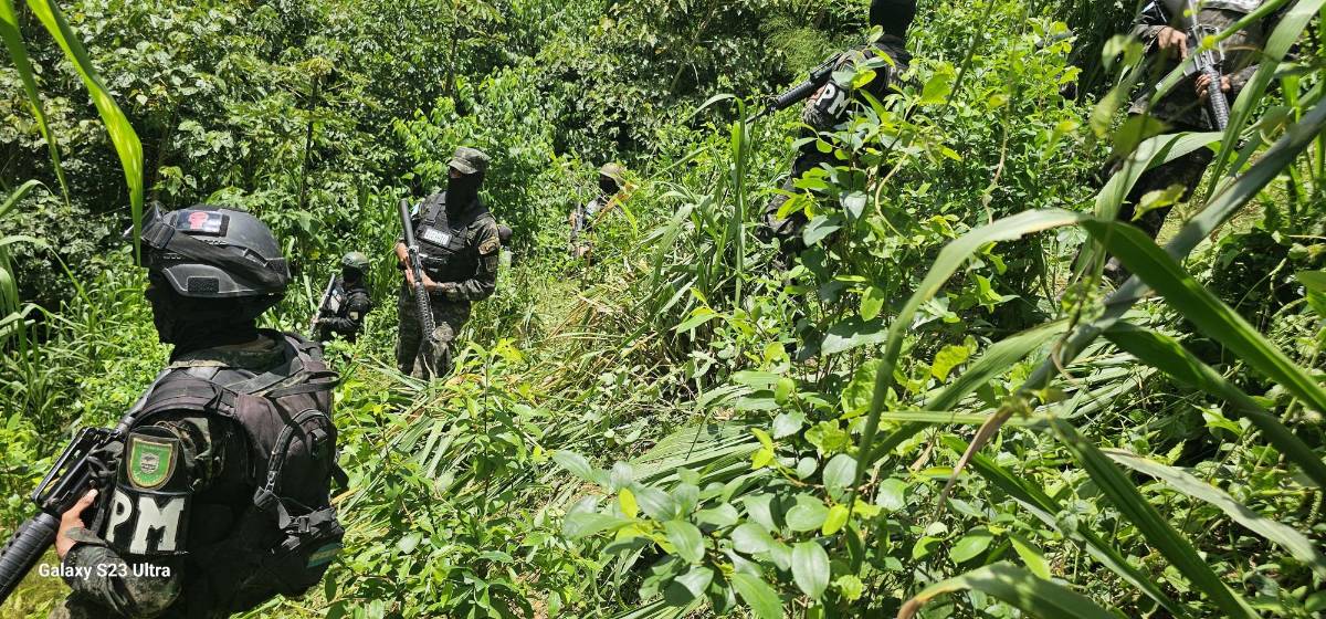 Hay decenas de tierras sembradas con hoja de coca halladas en el sector montañoso del Parque Nacional Patuca, Olancho.