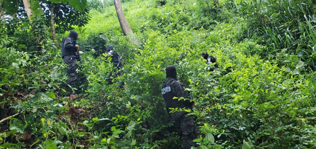 Aseguran más de 144,000 arbustos de hoja de coca