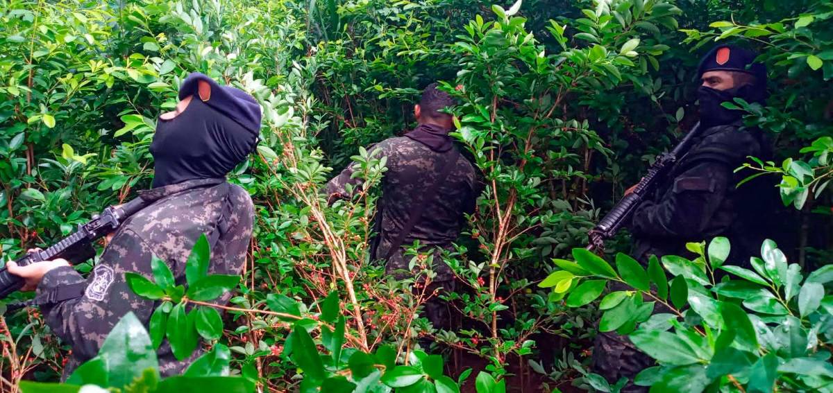 Histórica incautación de 1.6 millones de plantas de coca en Colón