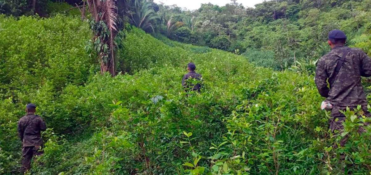 Histórica incautación de 1.6 millones de plantas de coca en Colón
