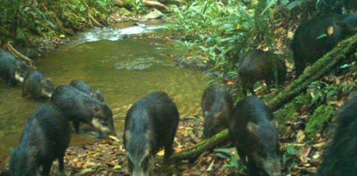 Otro de los animales que abundan es el pecarí de labios blancos.<br/><br/>