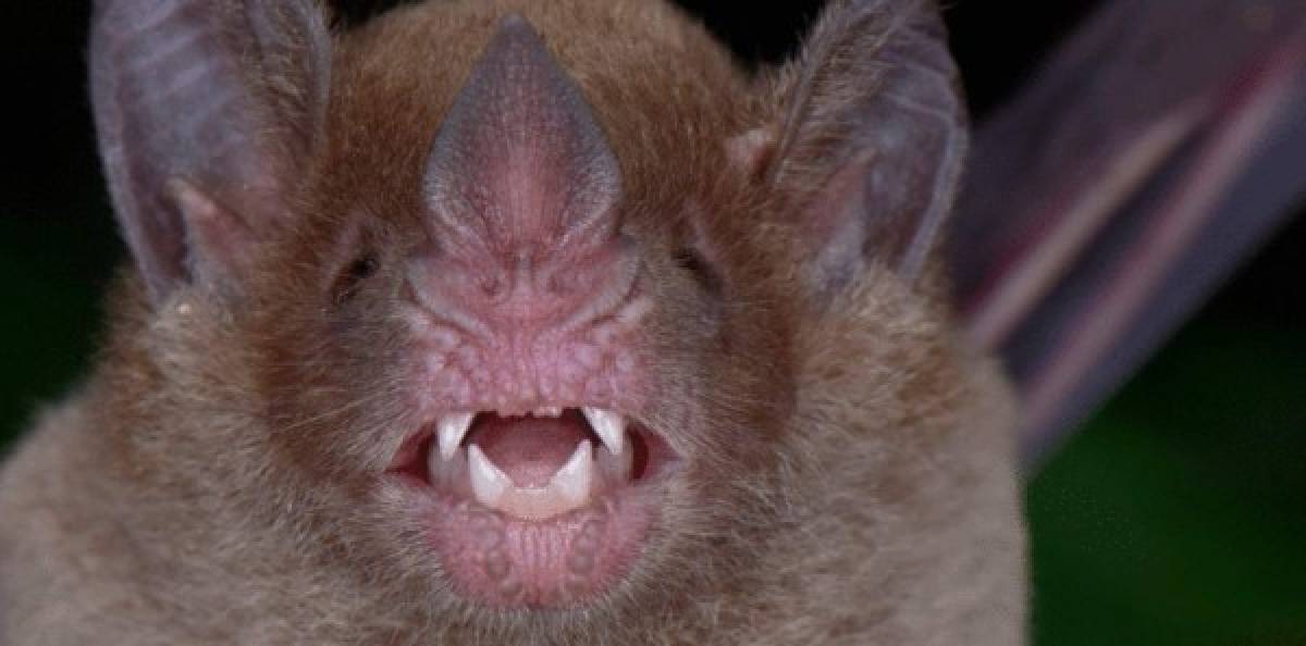 El equipo registró al murciélago de cara pálida, que había sido documentado en Honduras por última vez hace más de 70 años.