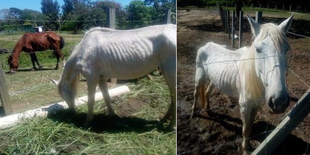 Piden ayuda para salvar a 40 caballos abandonados en Roatán y reubicarlos