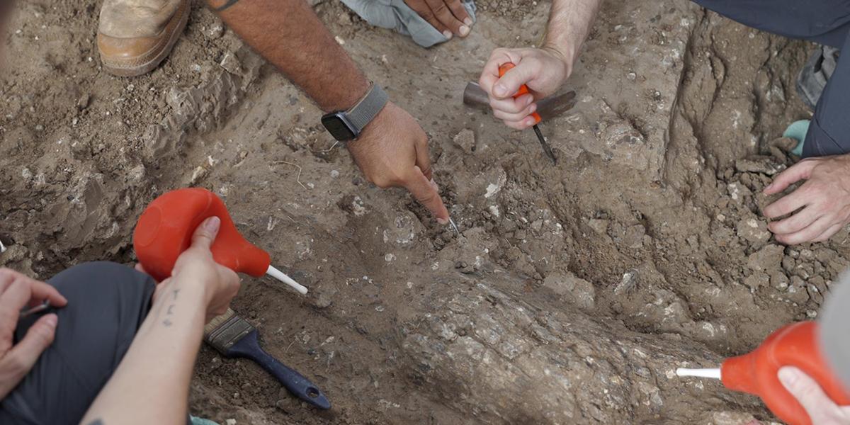 Descubren en Israel un colmillo de elefante de hace medio millón de años