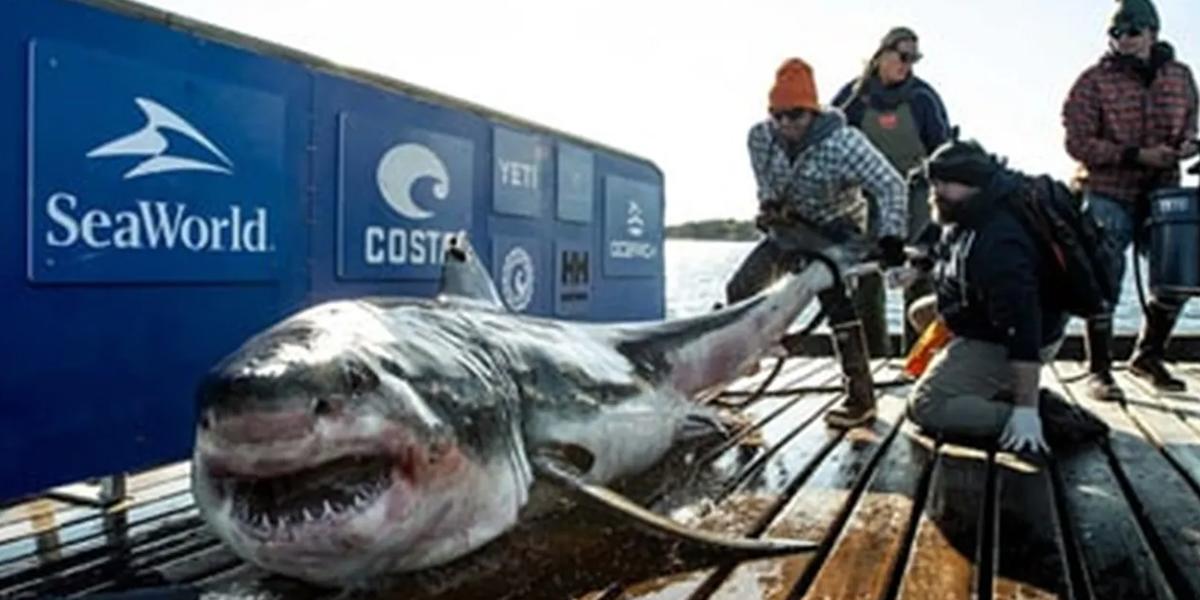 Virales: Gigantesco tiburón blanco es visto en la costa de Nueva Jersey