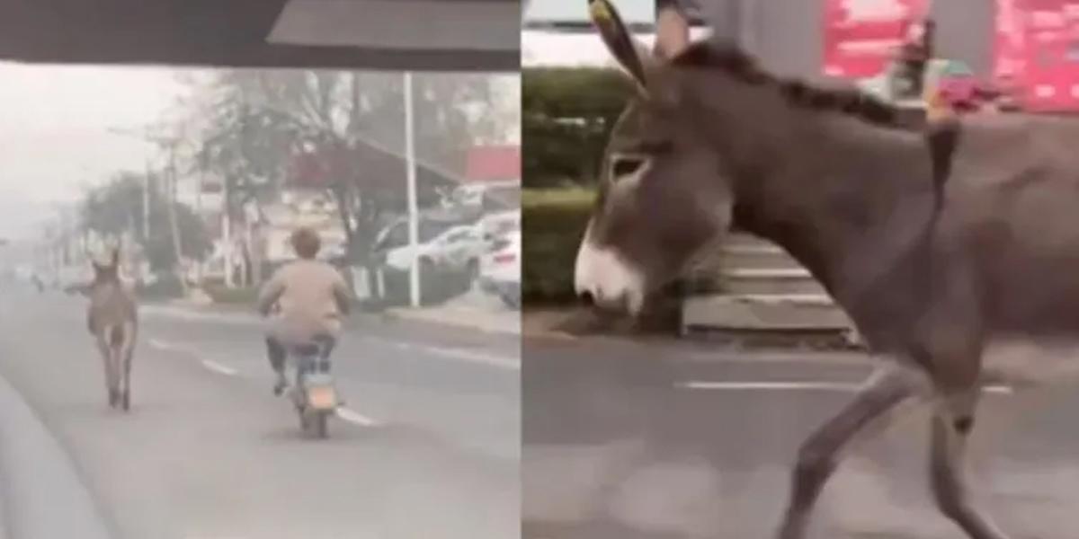 Video viral: burro escapa de restaurante para evitar ser cocinado
