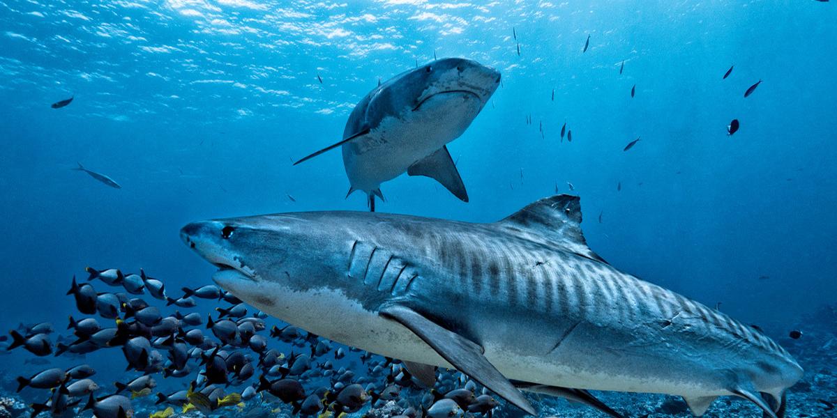 Científicos predicen la extinción masiva de vida marina si persiste el calentamiento