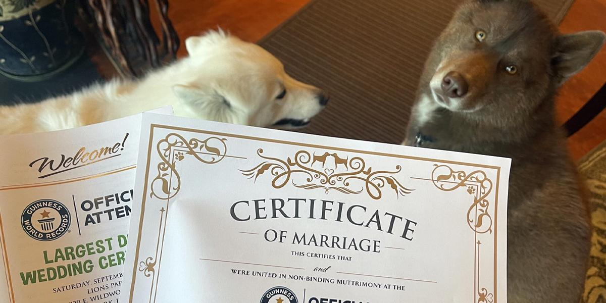 Una boda masiva de perros en EEUU aspira a entrar en el Libro Guinness
