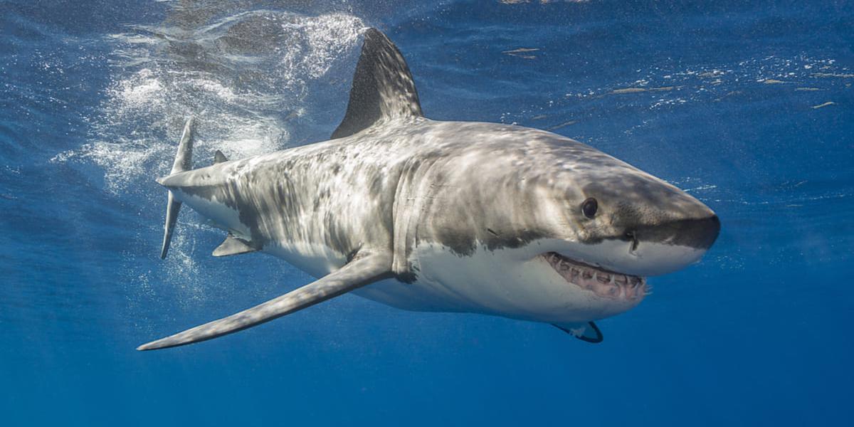 Un australiano acusado de “robar” un localizador de un tiburón blanco