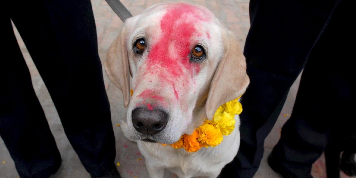 La ciencia descubre el misterio tras la irresistible mirada de los perros