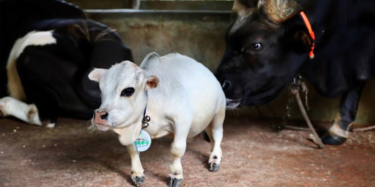 Rani, la vaca más pequeña del mundo, reconocida en el récord Guinness a título póstumo