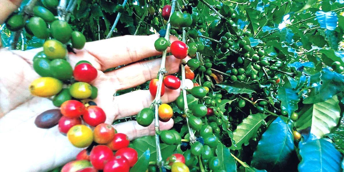 La exportación de café hondureño alcanza histórico aumento de 78%