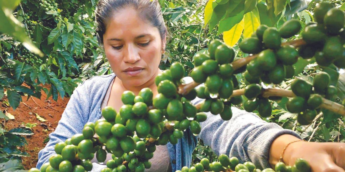 Conflicto en Ucrania traerá alza en costos para el agro hondureño