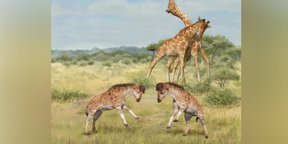 Un extraño fósil aclara el misterioso origen del largo cuello de las jirafas