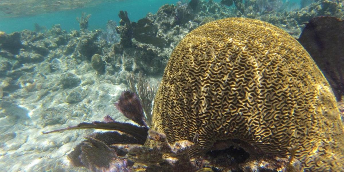 Los arrecifes de coral del Caribe llevan calentándose al menos un siglo
