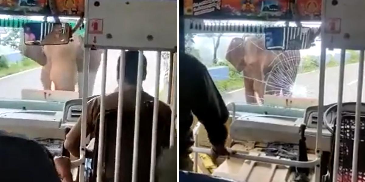 Video viral: elefante explota de furia y se estrella contra autobús
