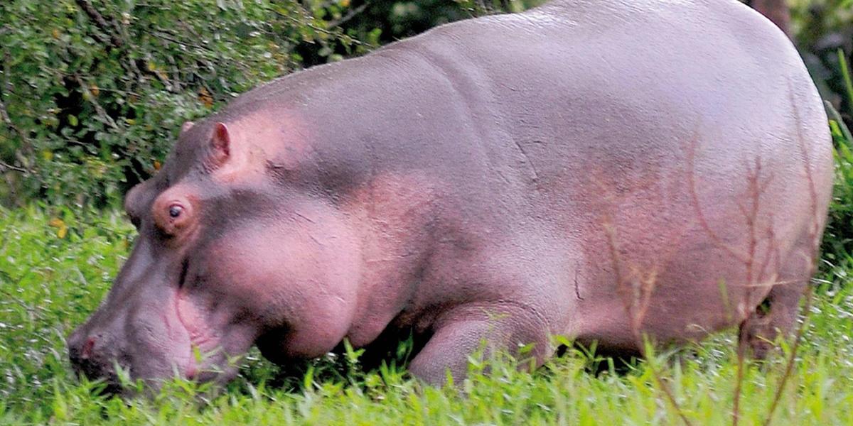 Una pareja de hipopótamos se pasea por las calles de un pueblo de Colombia