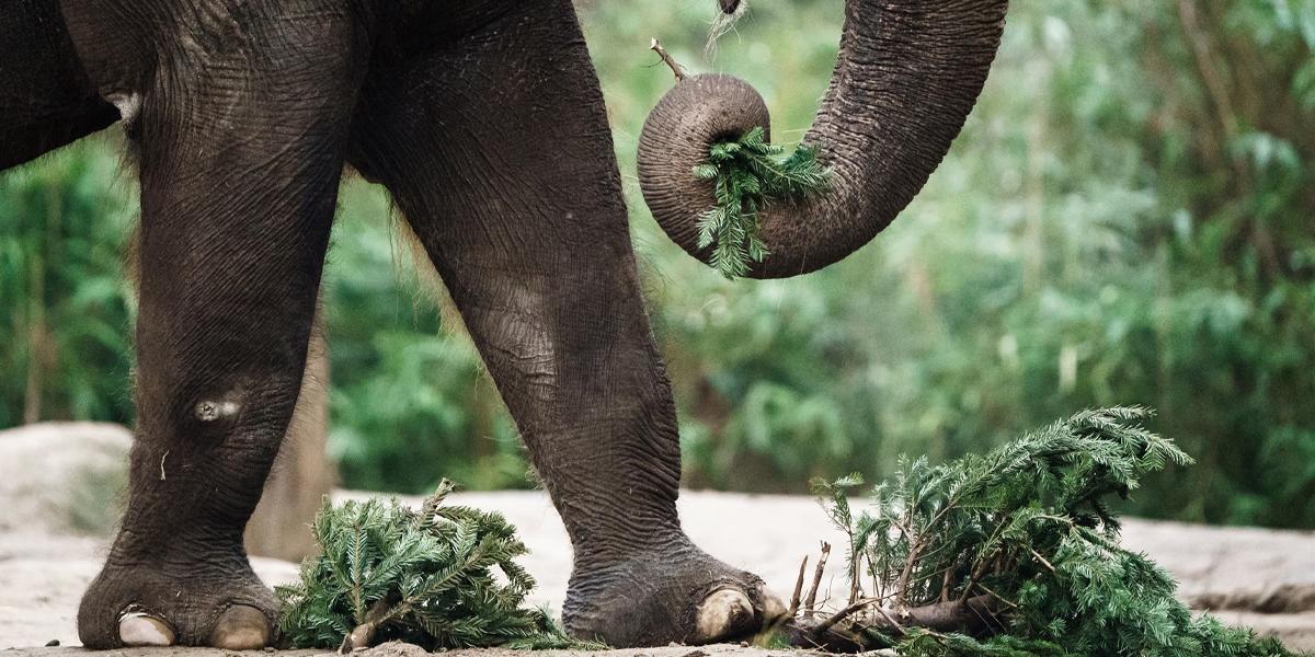 Un elefante mata a un biólogo en un parque nacional de Uganda