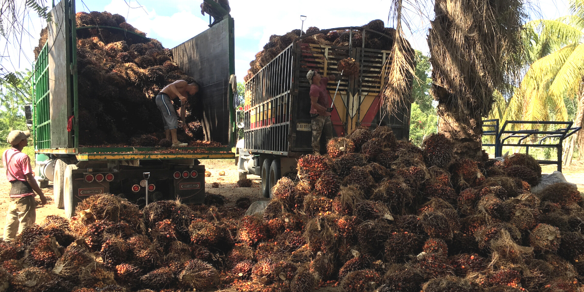 Exportaciones de aceite de palma africana superaron los $500 millones en 2021
