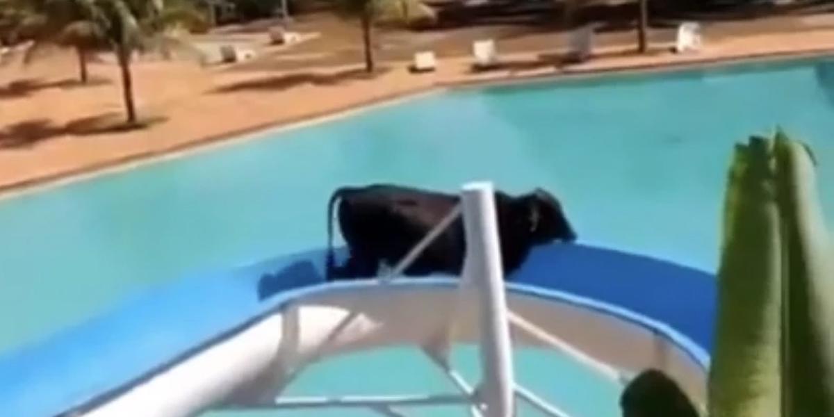 Video viral: una vaca es grabada deslizándose por un tobogán
