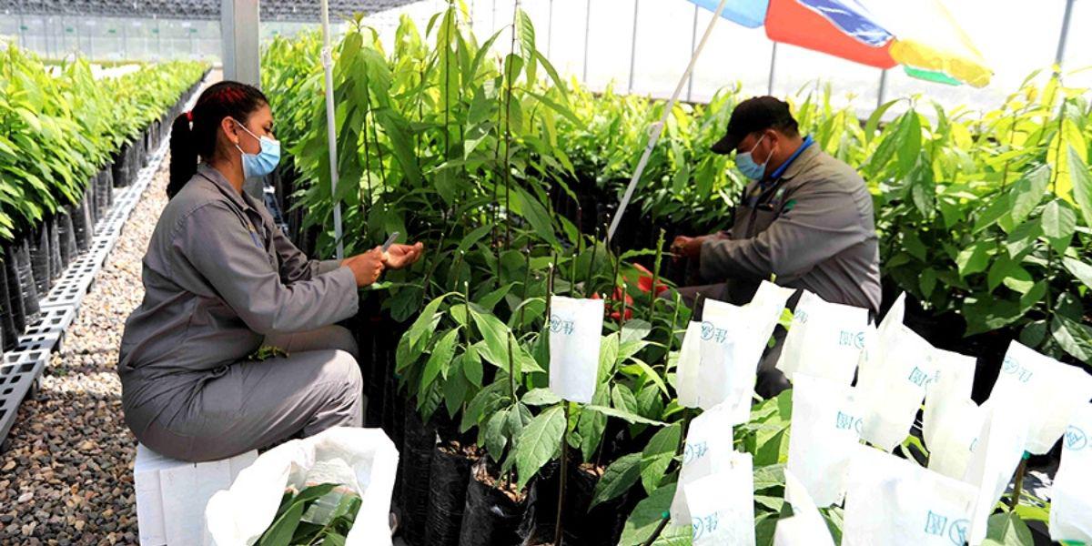 SAG advierte “meses complicados” para la agricultura hondureña