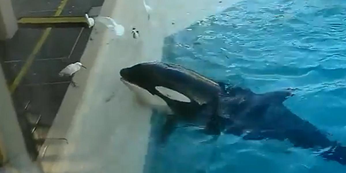 Video viral: la increíble estrategia de una orca para cazar aves