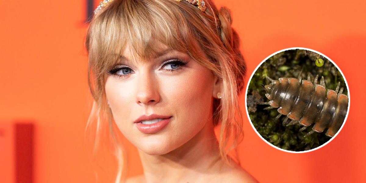 Científicos dan el nombre de Taylor Swift a una nueva especie de ciempiés