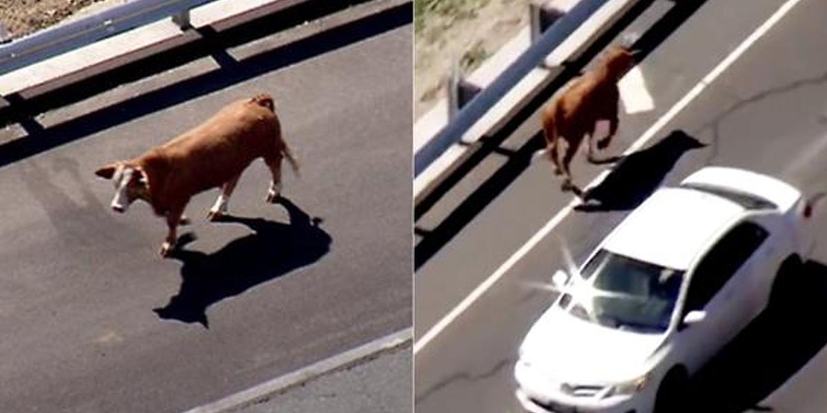 Una vaca fugitiva detiene el tráfico en autopista de California