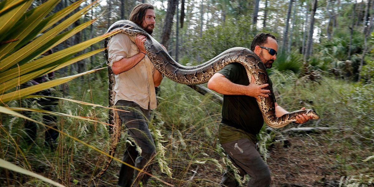 Florida sale a la caza de pitones en la mayor área silvestre tropical de EEUU