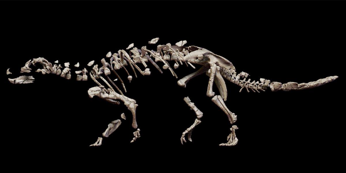 Descubren una nueva y enigmática especie de dinosaurio acorazado