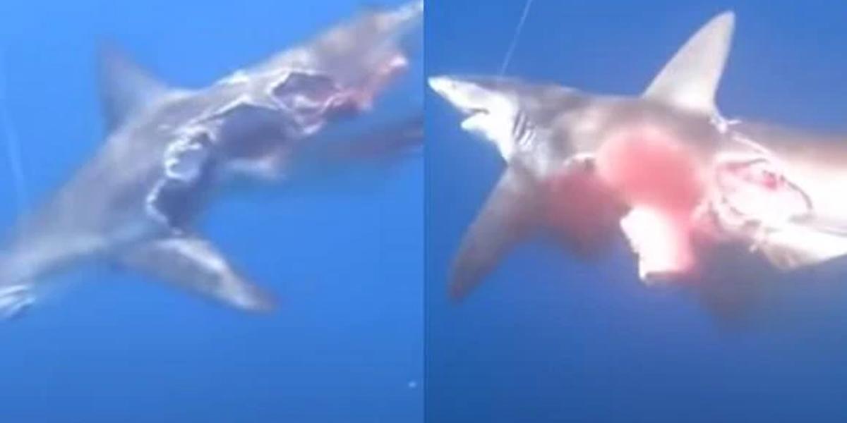 Graban a tiburón ‘zombie’ que seguía nadando tras perder la mitad de su cuerpo