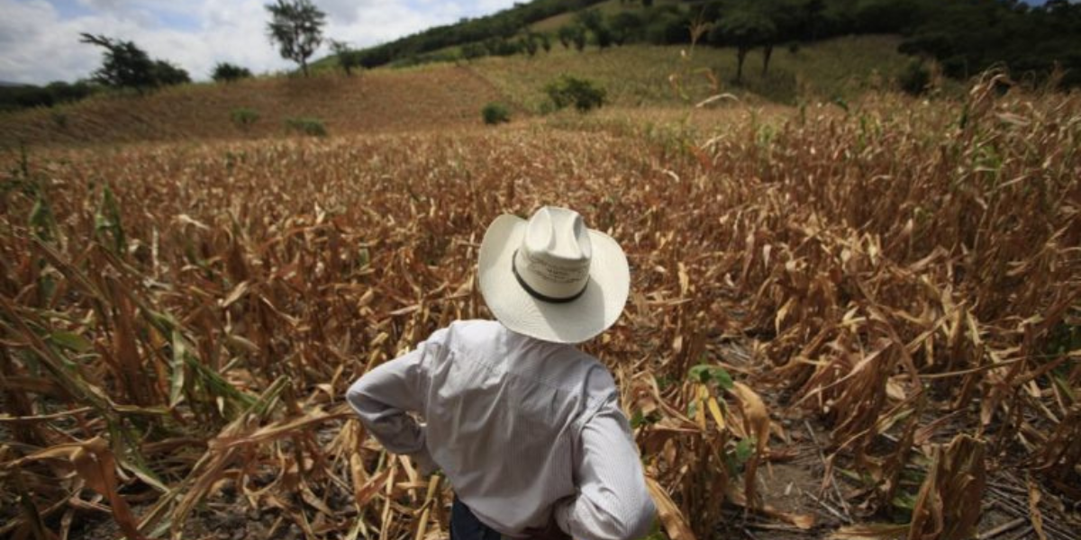 Inseguridad alimentaria en Honduras casi se ha duplicado, según la ONU
