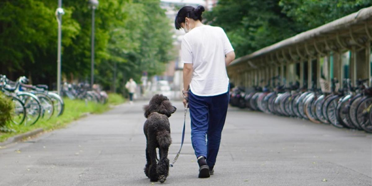 La ciencia revela que los perros “lloran” de alegría al reunirse con sus propietarios