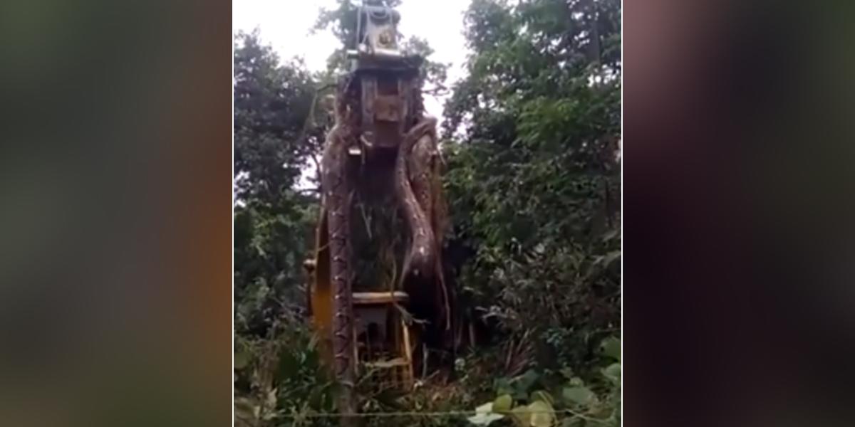 Video viral: Encuentran a la serpiente más grande del mundo