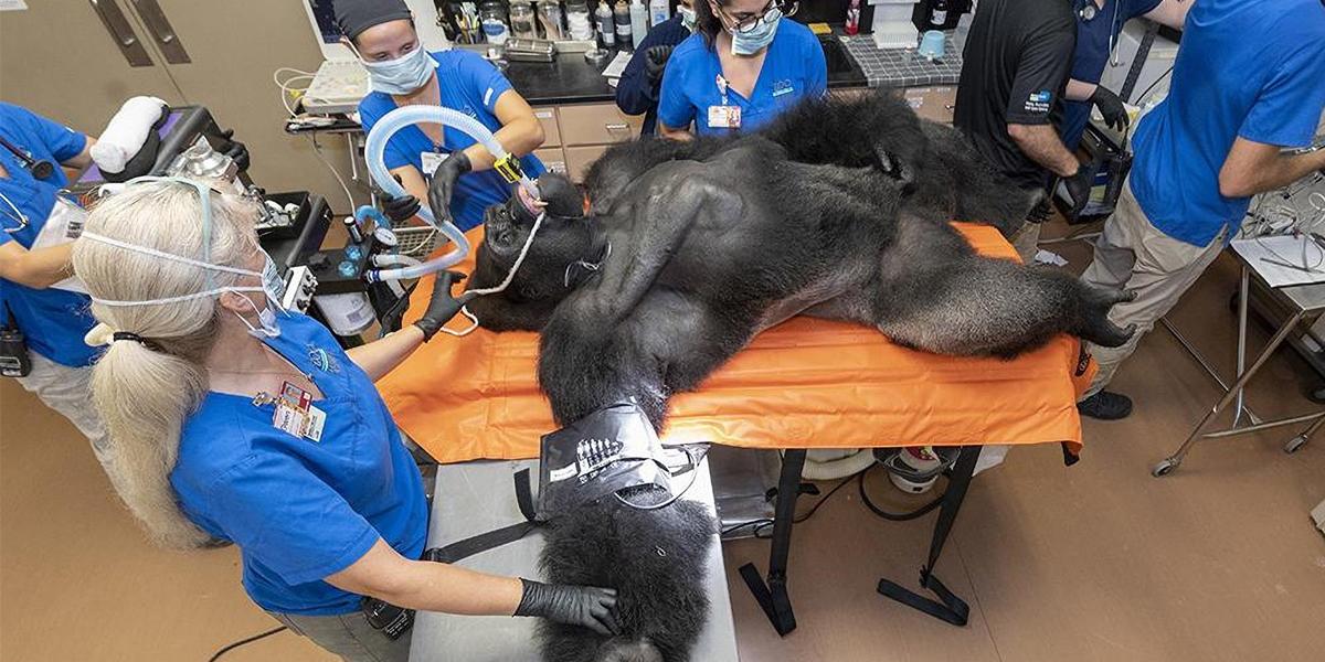 Fotos virales: el examen médico al gorila “Barney” se convierte en sensación