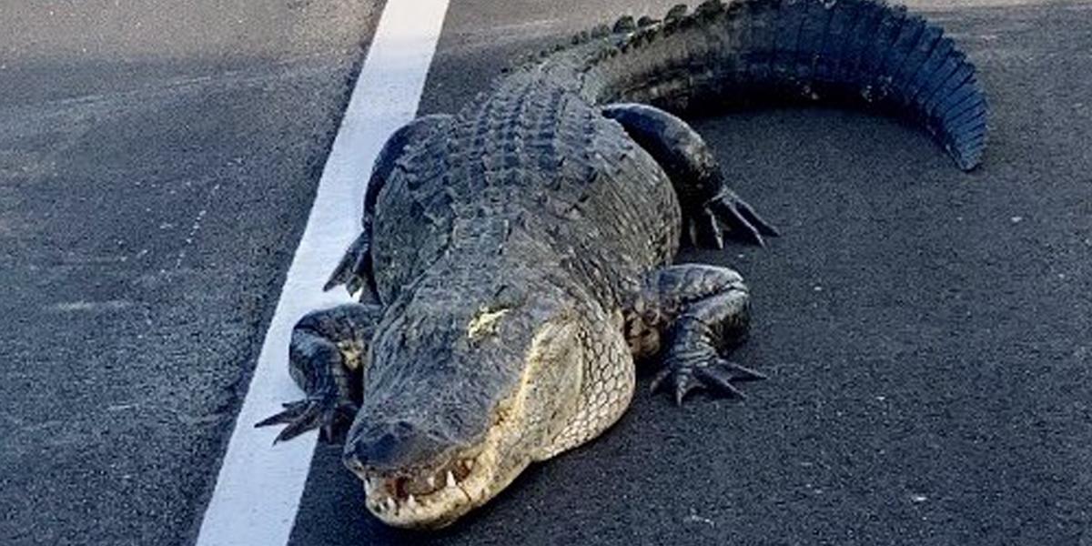 Virales: Un caimán de tres metros detiene el tráfico en una carretera en Florida