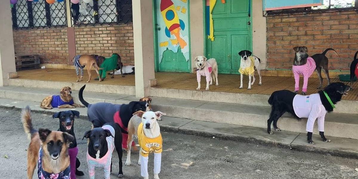 ¿En busca de una mascota? Hoy puede adoptar una en San Pedro Sula