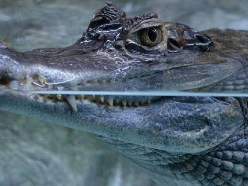 Un ejemplar de caimán.
