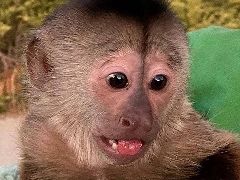 Route, el mono capuchino que hizo la llamada.