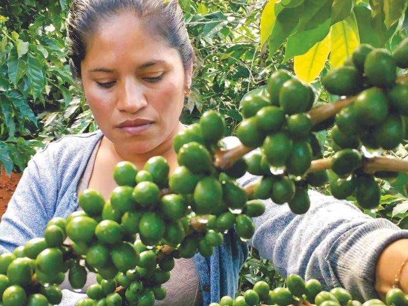 Algunos productores hondureños han encontrado en Ucrania un mercado para comercializar sus cafés especiales a precios muy competitivos.