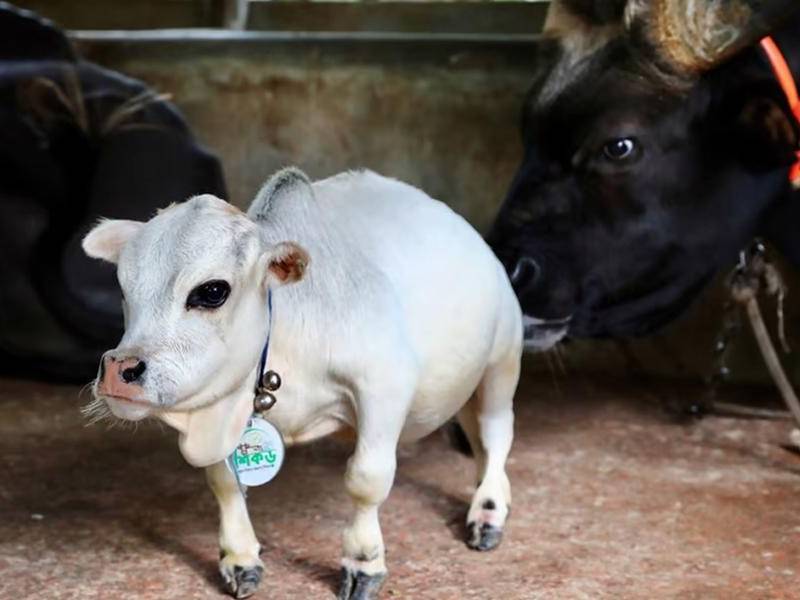 Rani se volvió viral en las redes sociales.